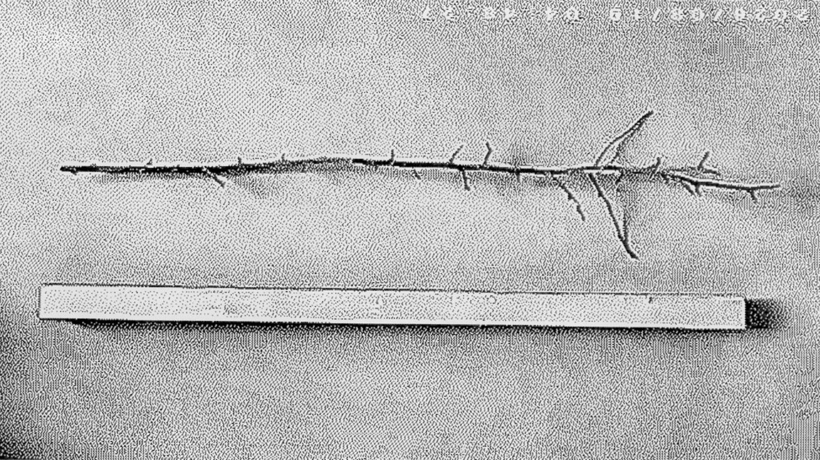 When branches turn into sticks